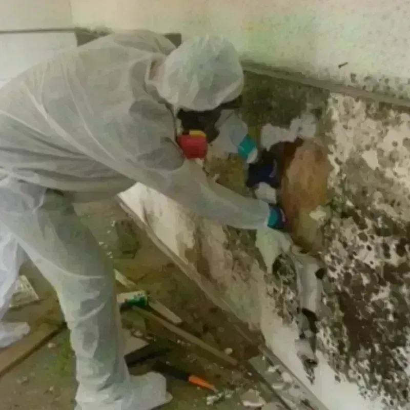 Mold Remediation and Removal in Farrell, PA